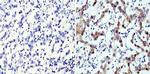 LIN28A Antibody in Immunohistochemistry (Paraffin) (IHC (P))