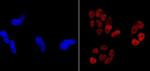 Nanog Antibody in Immunocytochemistry (ICC/IF)