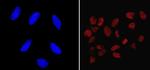 Nanog Antibody in Immunocytochemistry (ICC/IF)