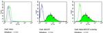 SSEA3 Antibody in Flow Cytometry (Flow)