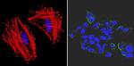 SSEA3 Antibody in Immunocytochemistry (ICC/IF)