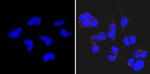 SSEA3 Antibody in Immunocytochemistry (ICC/IF)