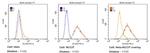 SSEA4 Antibody in Flow Cytometry (Flow)