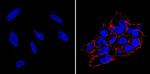 SSEA4 Antibody in Immunocytochemistry (ICC/IF)