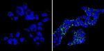 SSEA1 Antibody in Immunocytochemistry (ICC/IF)