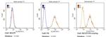 SSEA1 Antibody in Flow Cytometry (Flow)