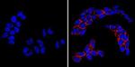 SSEA1 Antibody in Immunocytochemistry (ICC/IF)