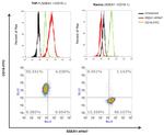 SSEA1 Antibody