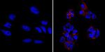 TRA-1-60 Antibody in Immunocytochemistry (ICC/IF)