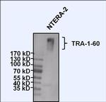 TRA-1-60 Antibody in Western Blot (WB)