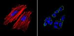 TRA-1-81 Antibody in Immunocytochemistry (ICC/IF)