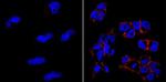 TRA-1-81 Antibody in Immunocytochemistry (ICC/IF)