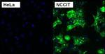 TRA-1-81 Antibody in Immunocytochemistry (ICC/IF)