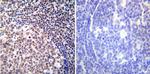 NFATC2 Antibody in Immunohistochemistry (Paraffin) (IHC (P))