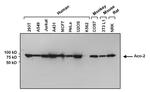 Aconitase 2 Antibody in Western Blot (WB)