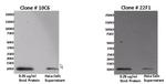 CXCL11 Antibody in Western Blot (WB)