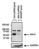 AKT2 Antibody