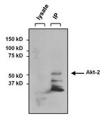 AKT2 Antibody in Immunoprecipitation (IP)