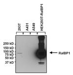 RALBP1 Antibody in Western Blot (WB)