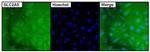 SLC2A5 Antibody in Immunocytochemistry (ICC/IF)