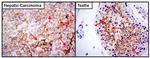 SLC2A5 Antibody in Immunohistochemistry (Paraffin) (IHC (P))