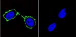 PSD-95 Antibody in Immunocytochemistry (ICC/IF)