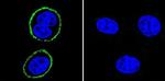 PSD-95 Antibody in Immunocytochemistry (ICC/IF)