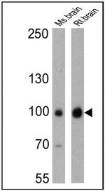 PSD-95 Antibody in Western Blot (WB)