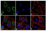 Adiponectin Antibody