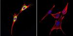 Cytohesin 1 Antibody in Immunocytochemistry (ICC/IF)