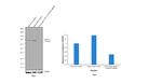 Lamin A Antibody in Western Blot (WB)