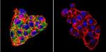 Cytohesin 1/2 Antibody in Immunocytochemistry (ICC/IF)