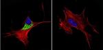 Cytohesin 1/2 Antibody in Immunocytochemistry (ICC/IF)