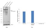 MUC1 Antibody in Western Blot (WB)