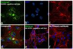 Perlecan Antibody in Immunocytochemistry (ICC/IF)