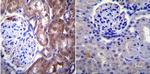 NUP62 Antibody in Immunohistochemistry (Paraffin) (IHC (P))