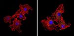 eIF2b gamma Antibody in Immunocytochemistry (ICC/IF)