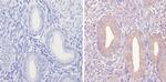 eIF2b gamma Antibody in Immunohistochemistry (Paraffin) (IHC (P))