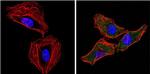 EIF2S1 Antibody in Immunocytochemistry (ICC/IF)