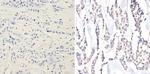 EIF2S1 Antibody in Immunohistochemistry (Paraffin) (IHC (P))