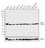 CREB Antibody in Western Blot (WB)