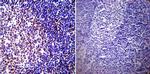 CREB Antibody in Immunohistochemistry (Paraffin) (IHC (P))