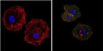 eIF4E Antibody in Immunocytochemistry (ICC/IF)