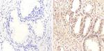 FOXA1 Antibody in Immunohistochemistry (Paraffin) (IHC (P))