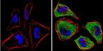 MEK1 Antibody in Immunocytochemistry (ICC/IF)