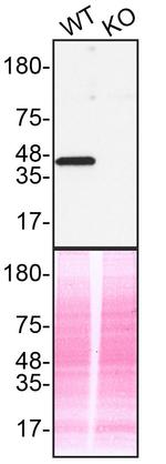 ERK2 Antibody in Western Blot (WB)