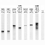 NSR1 Antibody in Western Blot (WB)