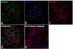 AHNAK Antibody in Immunocytochemistry (ICC/IF)