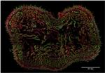 AHNAK Antibody in Immunohistochemistry (Frozen) (IHC (F))