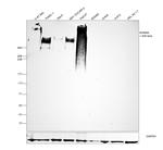 AHNAK Antibody in Western Blot (WB)